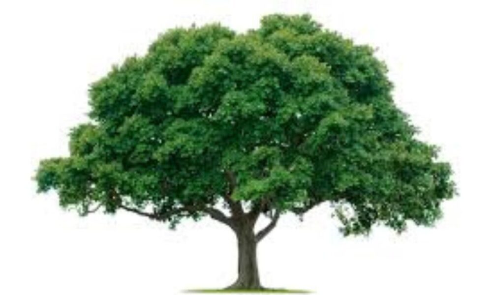 Trees