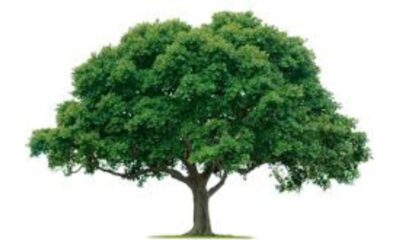 Trees