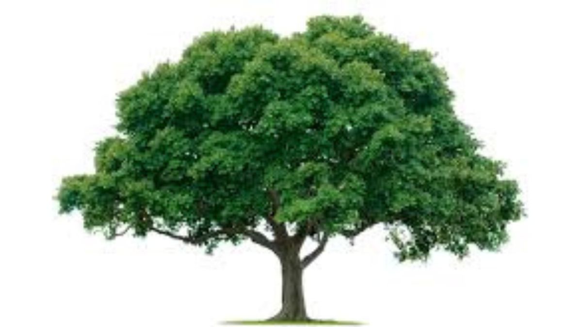Trees