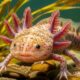 Axolotl